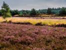 natuur kalmthout step